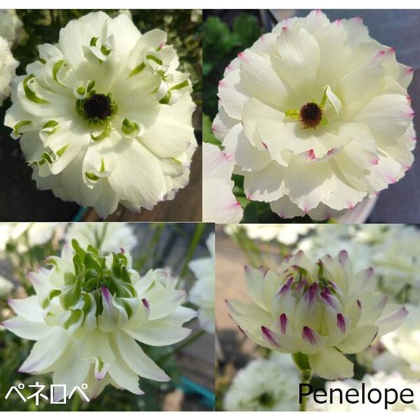 草花の苗 ラナンキュラス ラックス ペネロペ3.5-4号ポット