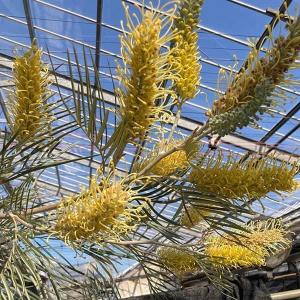 バンクシア メンジーシー 6寸鉢植え : 日本花卉ガーデンセンターYahoo