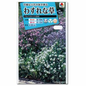 わすれな草 アルペストリス混合 タキイ 花タネ