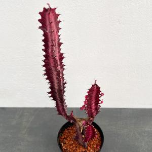 観葉植物 ユーフォルビア トリゴナ 紅彩雲閣(ベ...の商品画像