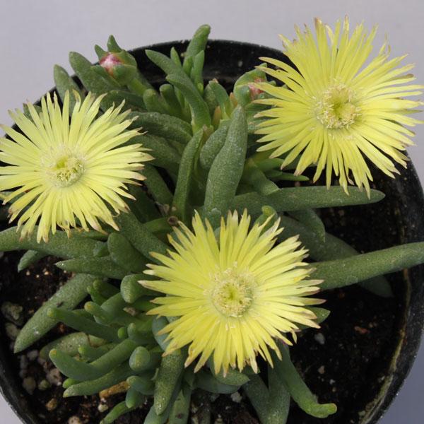 草花の苗 マツバギク レモン3.5号ポット