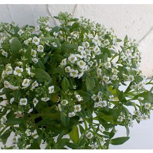 草花の苗/アリッサム：スノークリスタル2.5〜3号ポット2株セット