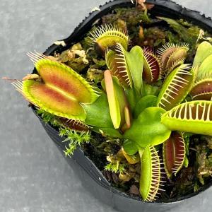 観葉植物 ハエトリソウ オランダ ハイブリッド 2号ポット