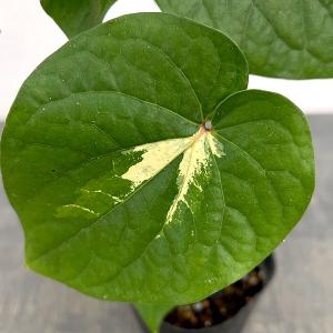 ブラヘア カルカレア Brahea calcarea 5号 : 植物・園芸専門店 花育