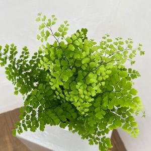 盆栽小鉢：美芸（常滑）六角鬼面足面付鉢 15.5cm*資材 : 遊恵