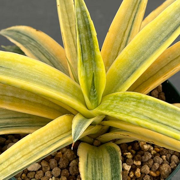 観葉植物 サンセベリア サイアムゴールド 3.5号ポット