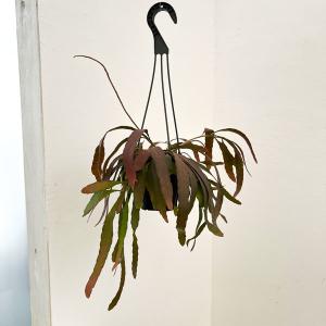 観葉植物 リプサリス ラムローサス 4号吊り鉢*の商品画像