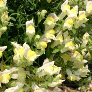 金魚草 苗の商品一覧 通販 Yahoo ショッピング