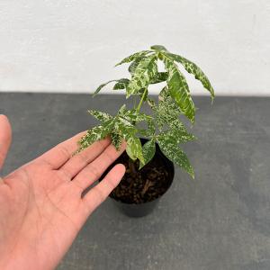 観葉植物 パキラ ミルキーウェイ（実生株） 3.5号ポット