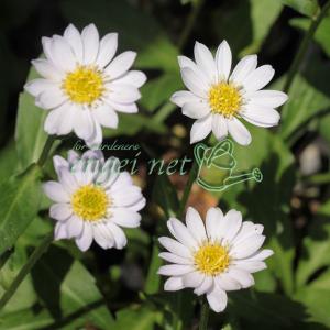 山野草の苗 ミヤコワスレ 瀬戸の花嫁 3号ポット