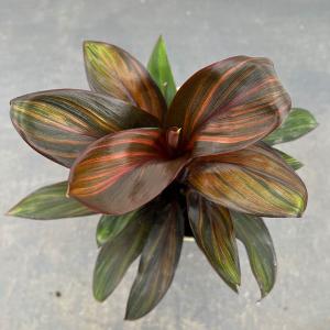 観葉植物 コルジリネ レインボーコンパクト 4号