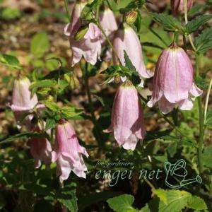 山野草の苗 ホタルブクロ 富士桃（フジモモ）3号ポット