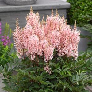 草花の苗 アスチルベ ルックアットミー3.5号ポット