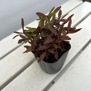 草花の苗 アルテルナンセラ ポリゴノイデス3号ポット