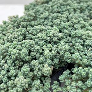 観葉植物 セダム プレビフォリウム　3号ポット
