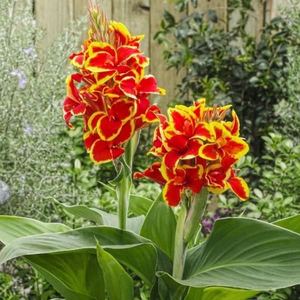 草花の苗 カンナ カノーバ レッドゴールデンフレイム3号ポット