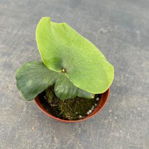 観葉植物 ビカクシダ（コウモリラン） ワンダエ 3号ポット