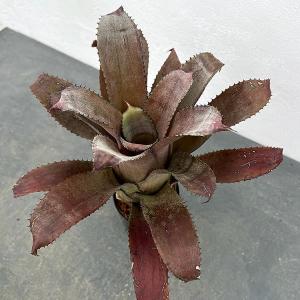 観葉植物 ホヘンベルギア アイスティー　3号ポット ザ・ファームセレクト