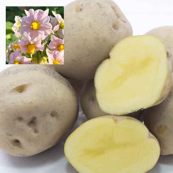 野菜の苗 ジャガイモの種いも キタアカリ（青森県産）10kg（L-S）サイズ混玉