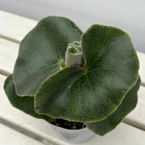 観葉植物 ベゴニア ベノーサ(ウェノーサ)2.5号ポット