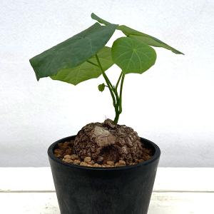 鉢花 観葉植物：フィリカ プベッセンス ワフトフェザー ハイドラ*7号