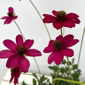 草花の苗 チョコレートコスモス チェリーチョコレート3-3.5号ポット