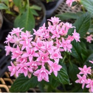 草花の苗 ペンタス（八重咲き） ブリリアント ピンク3.5号ポット