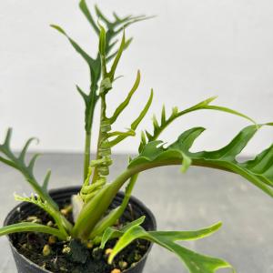 観葉植物 フィロデンドロン トータム 2.5号ポット