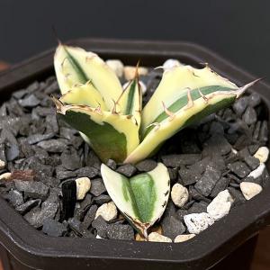 多肉植物：アガベ 姫笹の雪*M 幅6cm : 遊恵盆栽 Yahoo!店 - 通販