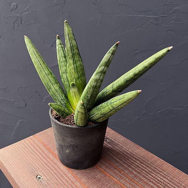 観葉植物 サンセベリア ヘッジホッグ 2.5号鉢植え