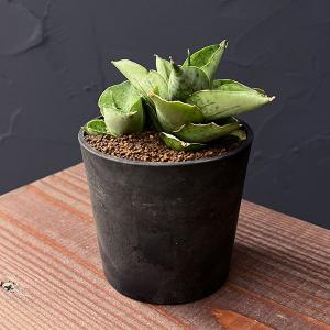 観葉植物 サンセベリア マーディ 2.5号鉢植え