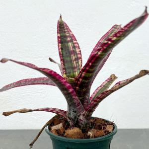 観葉植物 ネオレゲリア ルシフェル（ルシファー）Sサイズ 3号