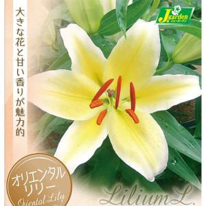球根 26年10月中下旬予約 ユリ オリエンタルリリー ネッソ1球