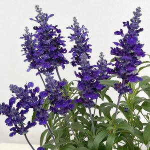 草花の苗/サルビア：ファリナセア　カテドラル ダークブルー3.5号ポット