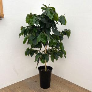 フィロデンドロン・セローム・ホープ【観葉植物 7〜8号鉢／1個