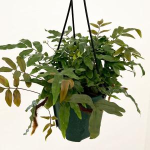 観葉植物 ダバリア ペンタフィラ（ラビットフットファン） 5号吊り鉢