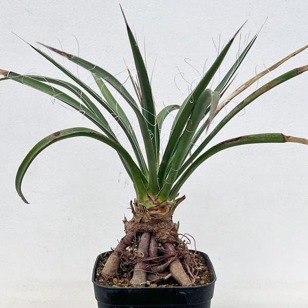 観葉植物 ユッカ フィリフェラ（根上がり仕立て） 4号鉢植え