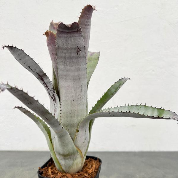 観葉植物 エクメア チャンティニ グレイゴースト 3.5号