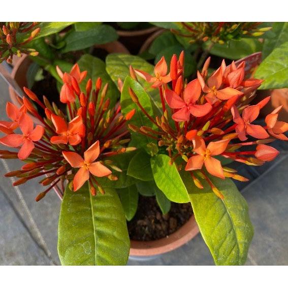 （わけあり特価）サンタンカ チャームオレンジ4号鉢植え