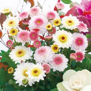 草花の苗 キク 冬咲きデュエットマム（菊の苗）乙女桜・おぼろ月3.5号