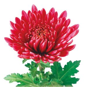 草花の苗 （わけあり特価）寒菊大輪 寒歌姫（赤系）3号ポット