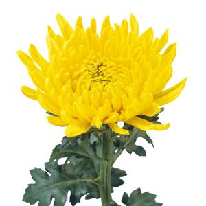 草花の苗 （わけあり特価）寒菊大輪 寒栄光（黄系）3号ポット