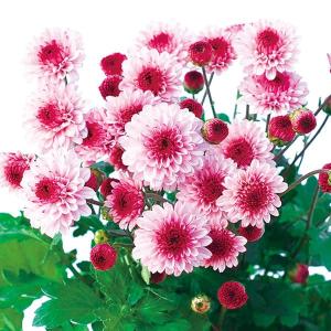 草花の苗 26年10月中下旬予約 手間なし菊冬咲き お正月咲き二色八重小菊 ベリーアイ 4号ポット