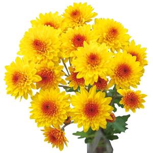 草花の苗 26年10月中下旬予約 手間なし菊冬咲き お正月咲き二色八重小菊 黄金崎 4号ポット
