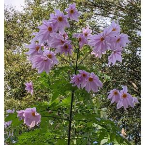 草花の苗 皇帝ダリア（コウテイダリア）一重咲き 4号ポット