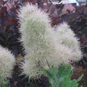 花木 庭木の苗 スモークツリー スノーパフ3号ポット