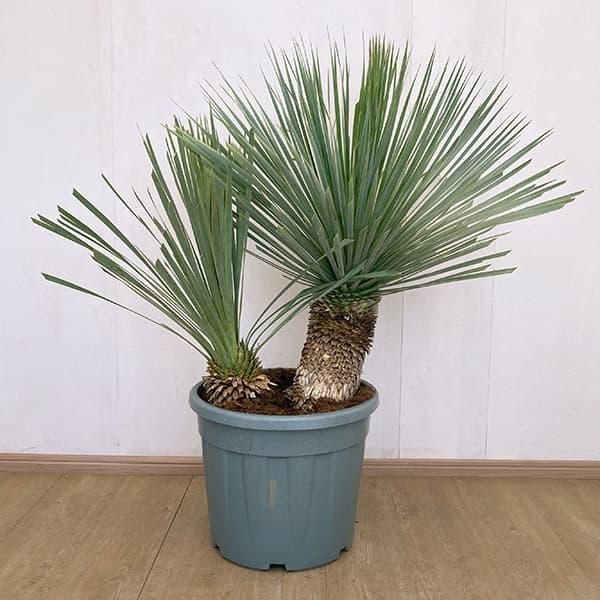 観葉植物 ユッカ ロストラータ ブルー＆ブルー（多頭）40cm鉢植え