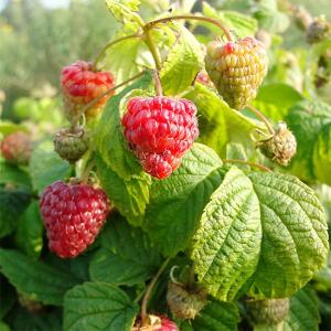2025年11月】ラズベリー 品種（果樹の苗、苗木）のおすすめ人気