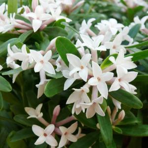 花木 庭木の苗 ジンチョウゲ（四季咲沈丁花） エターナルフレグランス（ホワイト）3.5号ポット