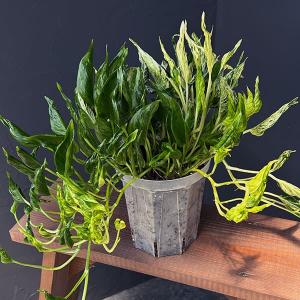 観葉植物 ポトス テルノ3種寄せ植え（ラブソング・サンシャイン・シャングリラ） 5号ネガミエル植え